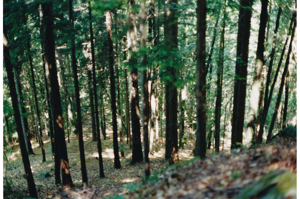 de arboribus