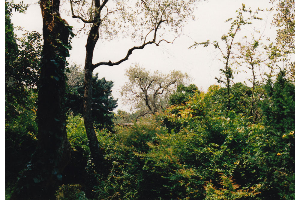 de arboribus