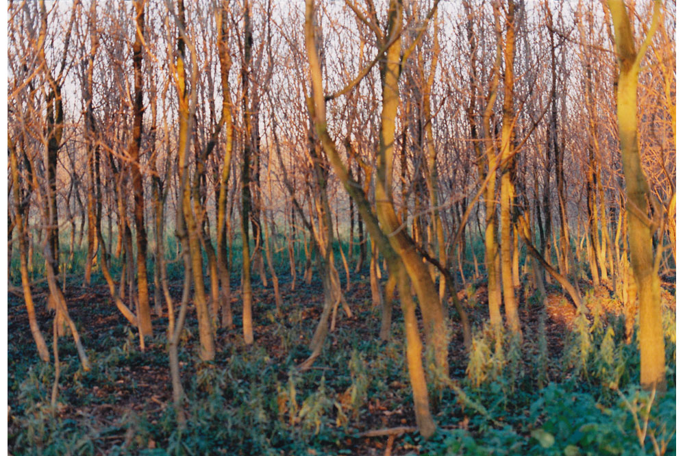 de arboribus